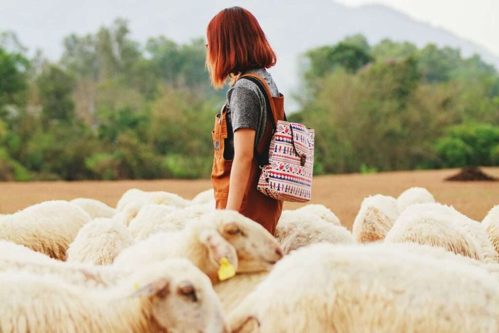 a shepherd's perspective on the symbolism of sheep in the Bible