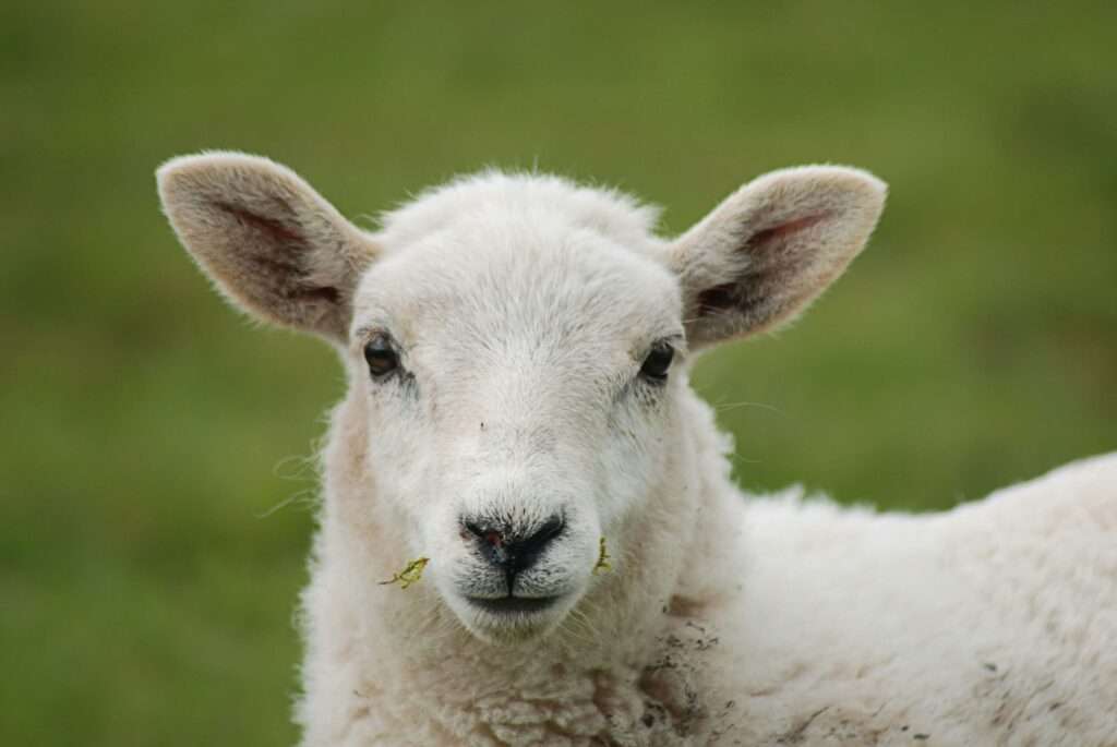 Why God Compares Us to Sheep: A Shepherd's Perspective » Author Lauren ...
